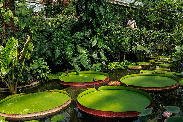 IA pour aménager son jardin